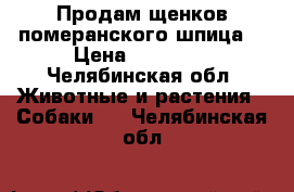 Продам щенков померанского шпица  › Цена ­ 23 000 - Челябинская обл. Животные и растения » Собаки   . Челябинская обл.